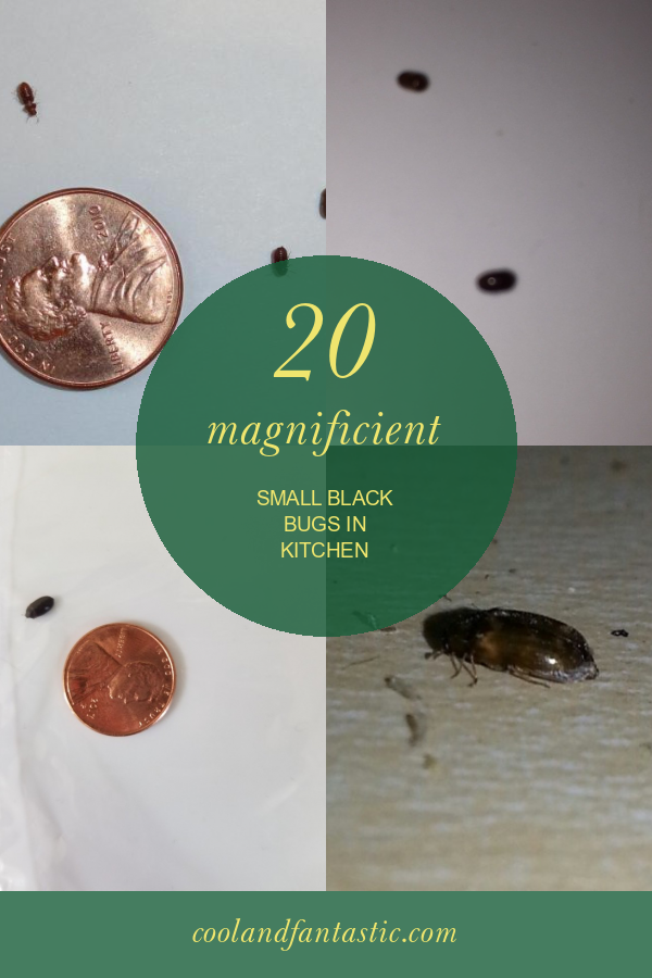 20 Magnificient Small Black Bugs In Kitchen Home Family Style And   Stg Gen Small Black Bugs In Kitchen Elegant Tiny Black Bugs In The Kitchen 877593 